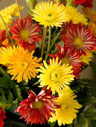 A centerpiece with yellow, orange and maroon chrysanthemums.
