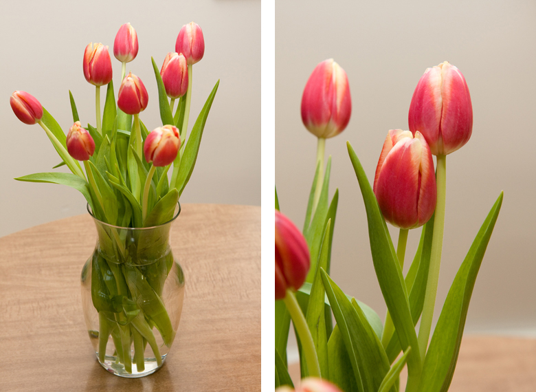 red striped tulips in a vase