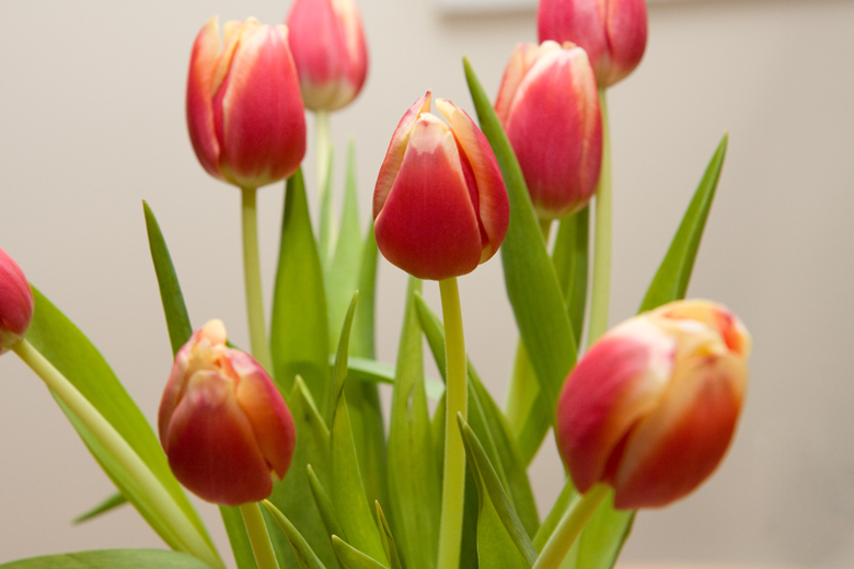 red striped tulips in a vase