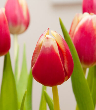 red striped tulips in vase
