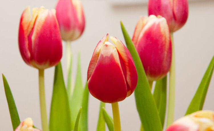 red striped tulips in vase